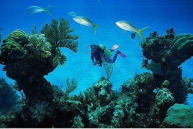 AR游戏《怪物猎人Now》9月14日上线 预注册开启